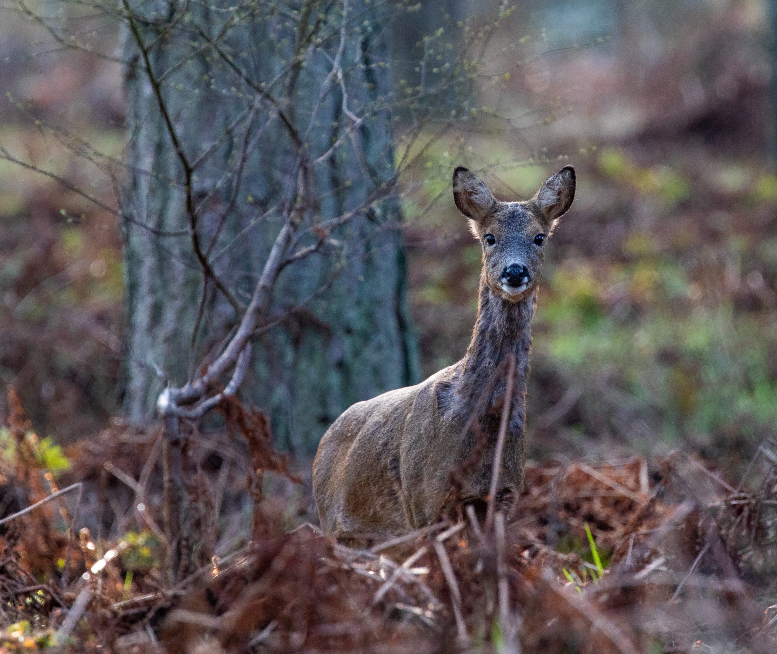 Larick Campsite - Nature Lovers - Roe Deer