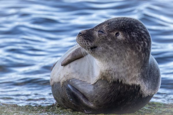 Larick Campsite - Nature Lovers - Seal pup